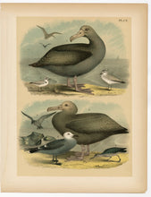 Load image into Gallery viewer, 1878 Antique STUDNER'S POPULAR ORNITHOLOGY Sea Bird Lithographic Print