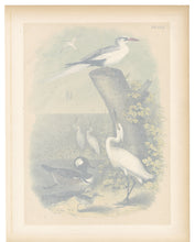 Load image into Gallery viewer, 1878 Antique STUDNER&#39;S POPULAR ORNITHOLOGY Snowy White Egret Lithographic Print