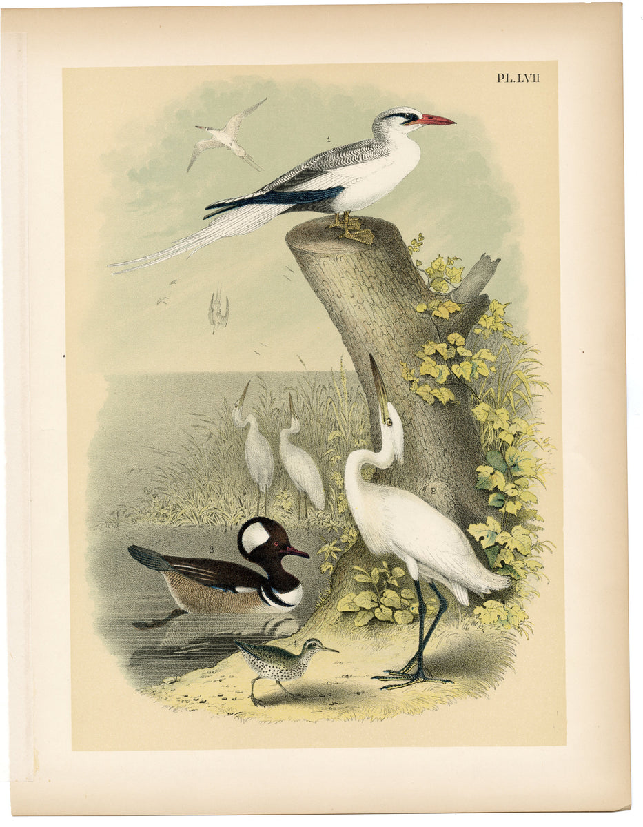 1878 Antique STUDNER'S POPULAR ORNITHOLOGY Snowy White Egret