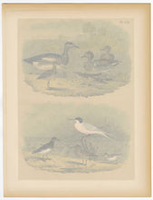 Load image into Gallery viewer, 1878 Antique STUDNER'S POPULAR ORNITHOLOGY Original Duck, Sandpiper Lithographic Plate