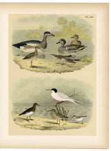 Load image into Gallery viewer, 1878 Antique STUDNER&#39;S POPULAR ORNITHOLOGY Original Duck, Sandpiper Lithographic Plate 