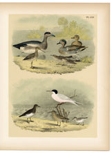 Load image into Gallery viewer, 1878 Antique STUDNER'S POPULAR ORNITHOLOGY Original Duck, Sandpiper Lithographic Plate