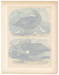1878 Antique STUDNER'S POPULAR ORNITHOLOGY Sea Bird Lithographic Print