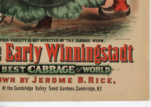 Rice's Seeds, True Early Winningstadt Cabbage Advertising Lithograph, Jerome B. Rice