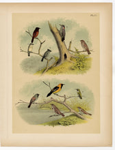 Load image into Gallery viewer, 1878 Antique STUDNER&#39;S POPULAR ORNITHOLOGY Small Birds, Woodpecker Lithographic Print