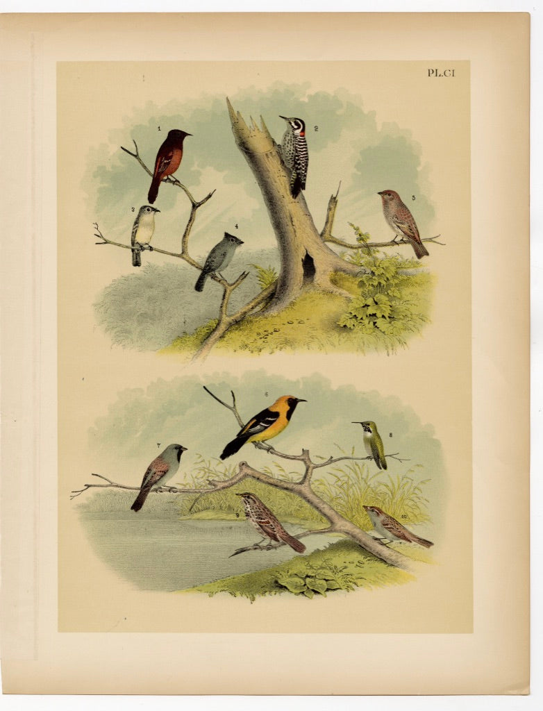 1878 Antique STUDNER'S POPULAR ORNITHOLOGY Small Birds, Woodpecker Lithographic Print