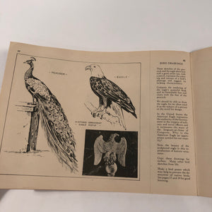 Bird Illustration Lesson || Industrial Applied Art Book