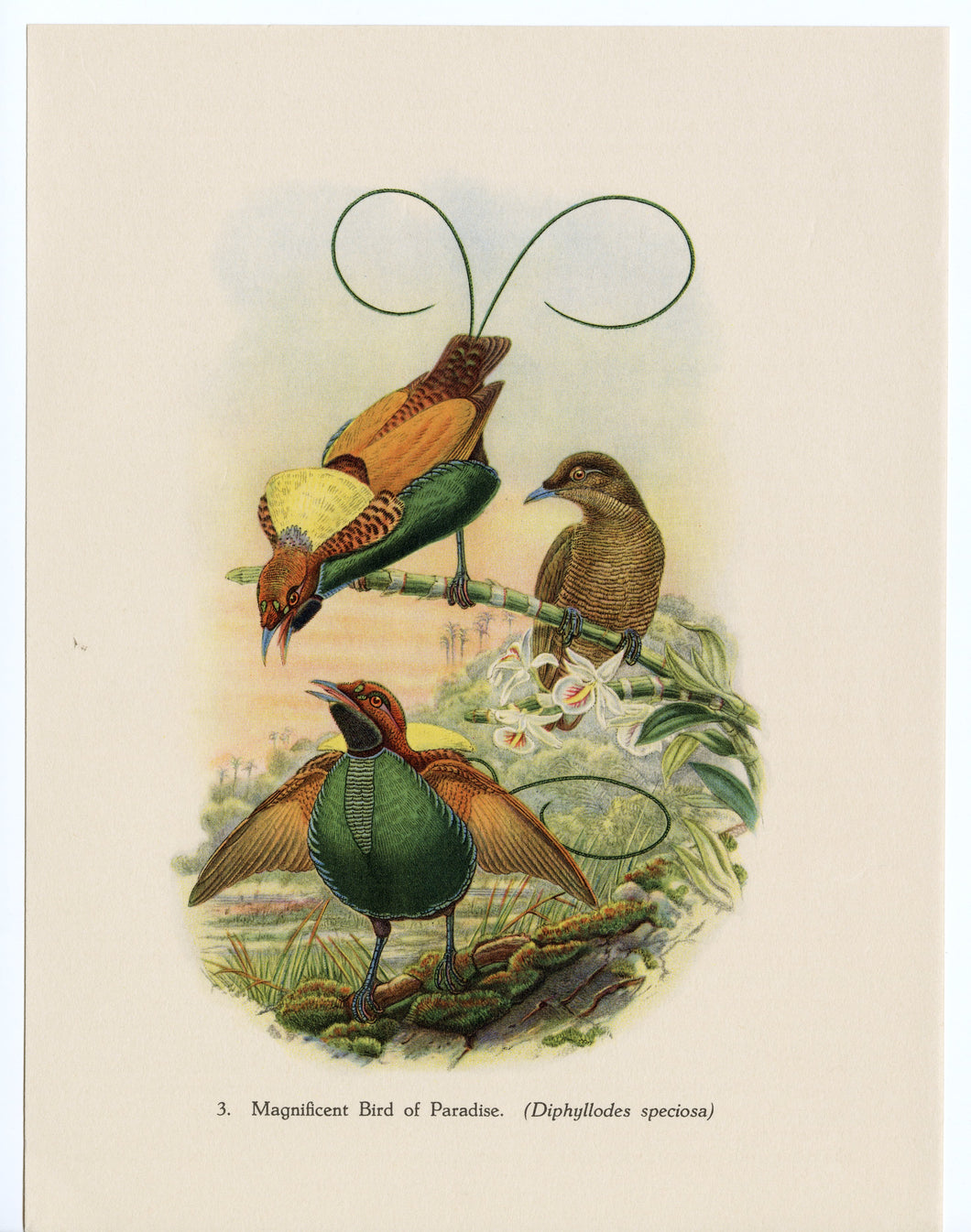 1948 Vintage, Colorful Birds of Paradise Scientific Lithographic Print