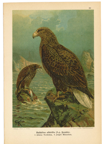 Antique German Scientific Lithographic Print || White Tailed Eagle, Birds