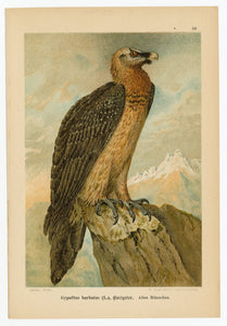 1905 Antique Scientific Lithographic Print || Bearded Vulture, Bird
