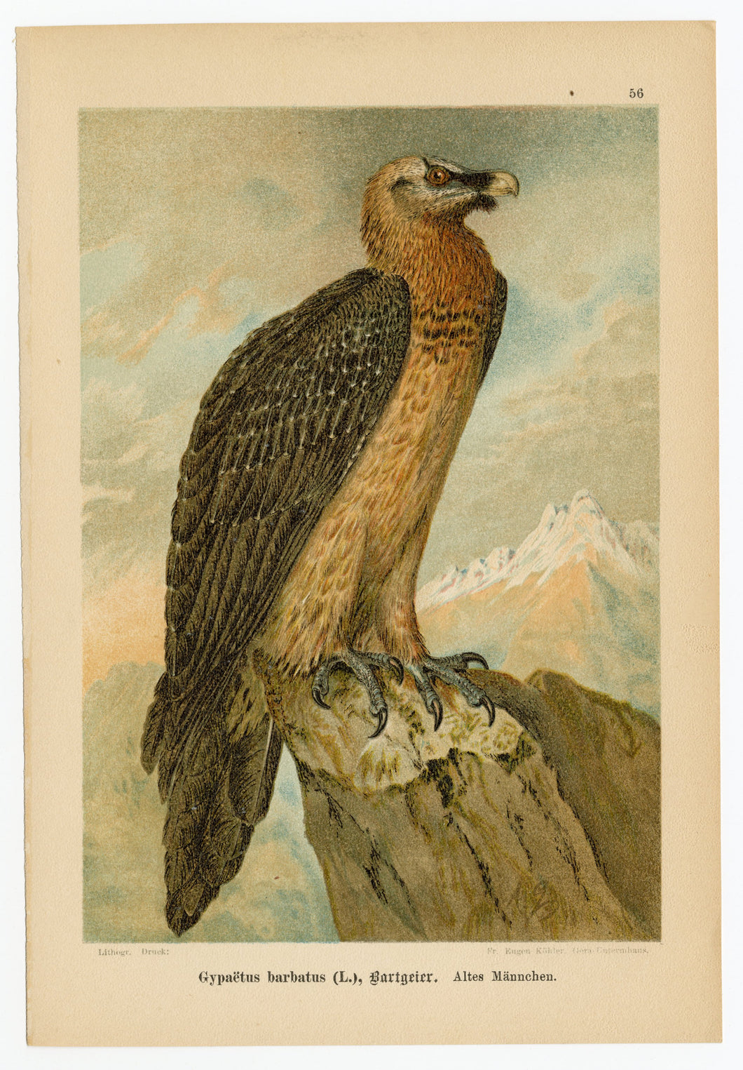 1905 Antique Scientific Lithographic Print || Bearded Vulture, Bird