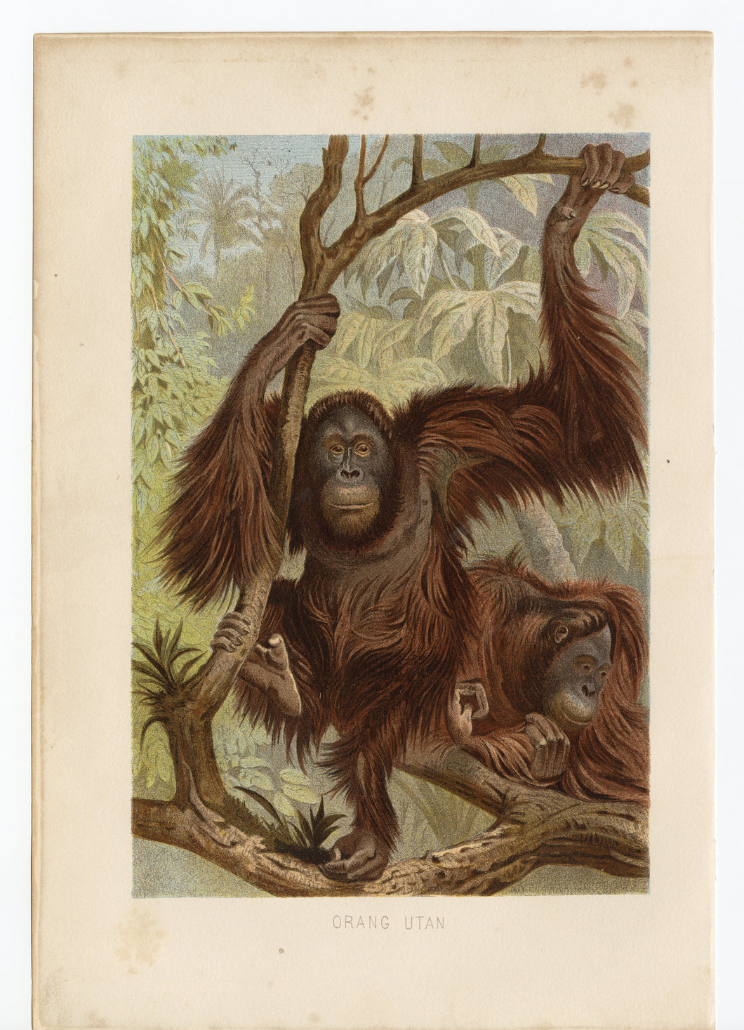 1892 Antique German Scientific Lithograph, Print || Orangutan, Primates