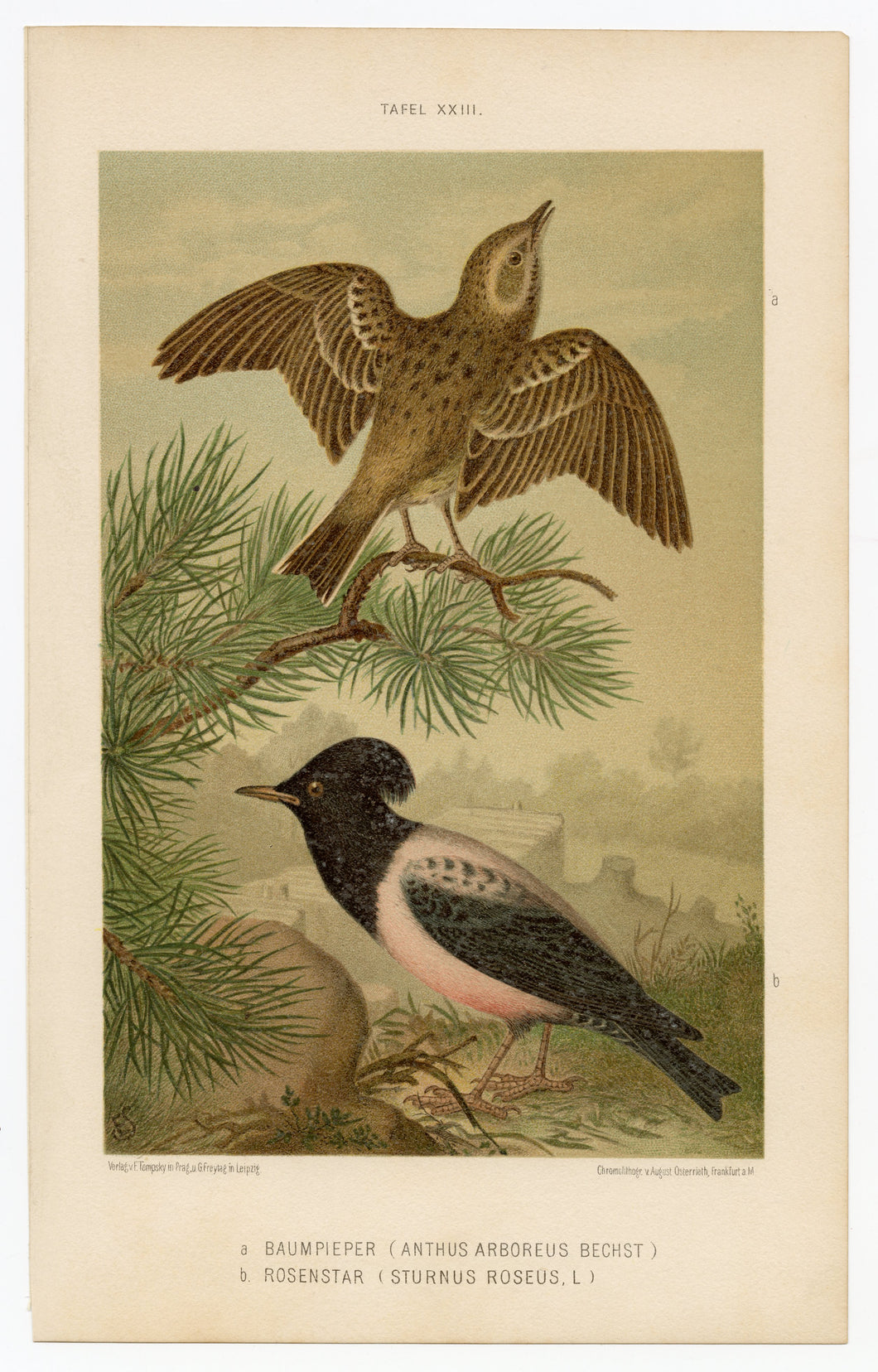 017 1887 Antique German Scientific Lithographic Print || Tree-Pipit & Rosy Starling, Birds