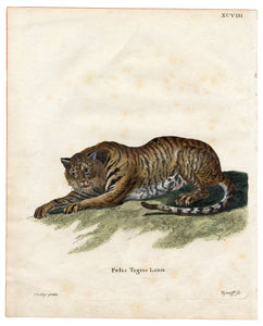 Antique 1800's Tiger, Cat Scientific Print, Plate