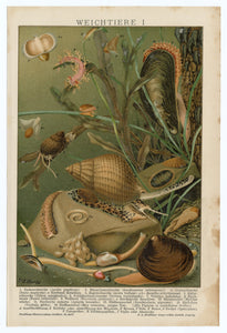 1900 Antique German Scientific Lithographic Print || Sea, Clams, Mussels, Snails