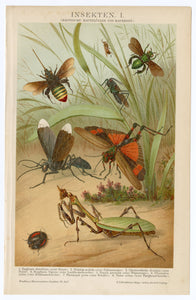 1895 Antique German Scientific Lithographic Print || Bugs, Mantis, Beetle, Flies