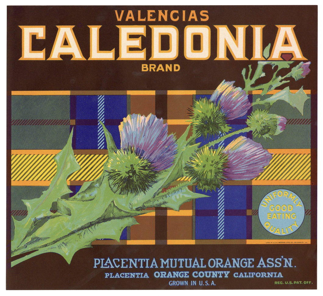 Vintage, Unused CALEDONIA Orange Fruit Crate Label || Placentia, Ca.