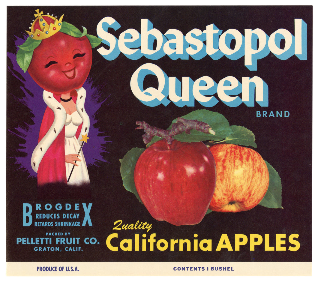 Vintage, Unused SEBASTOPOL QUEEN Brand Apple Crate Label || Graton, Ca.