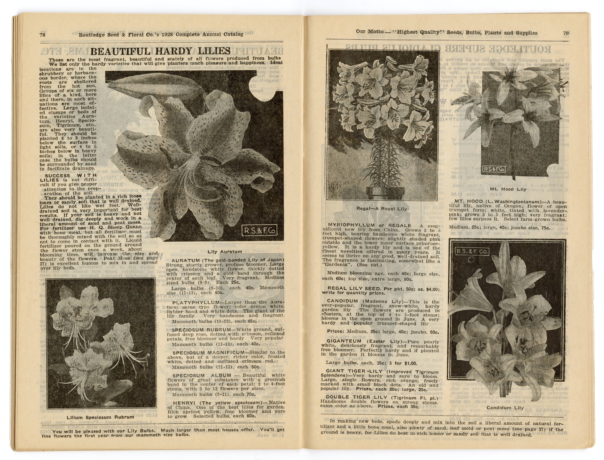 catalogue of seed plants of the west indies 1928 Antique ROUTLEDGE SEED & FLORAL CO. Seed Catalog, Farming, Plants – TheBoxSF