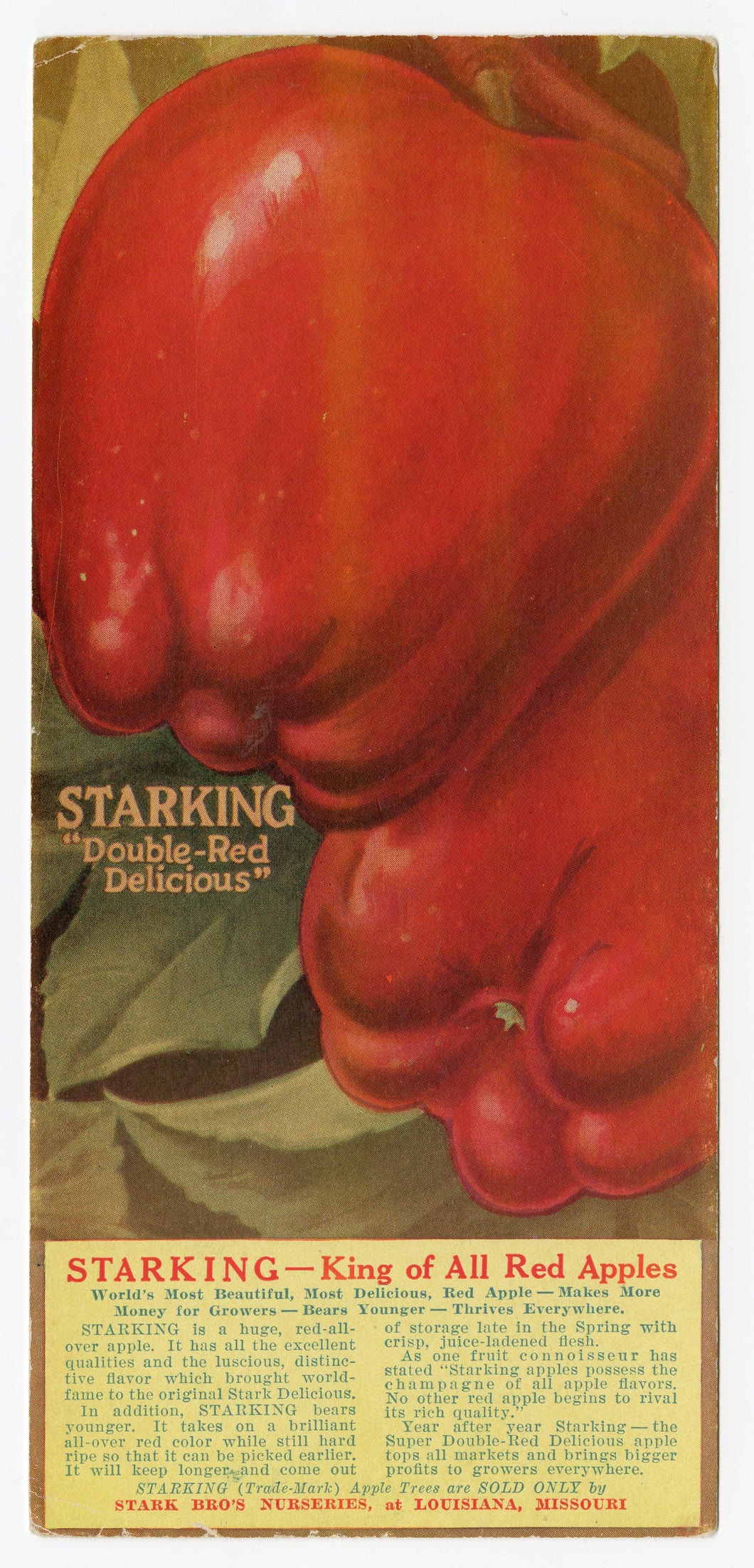 Vintage, Unused STARKING DOUBLE RED DELICIOUS Apple Blotter || Louisiana, Missouri