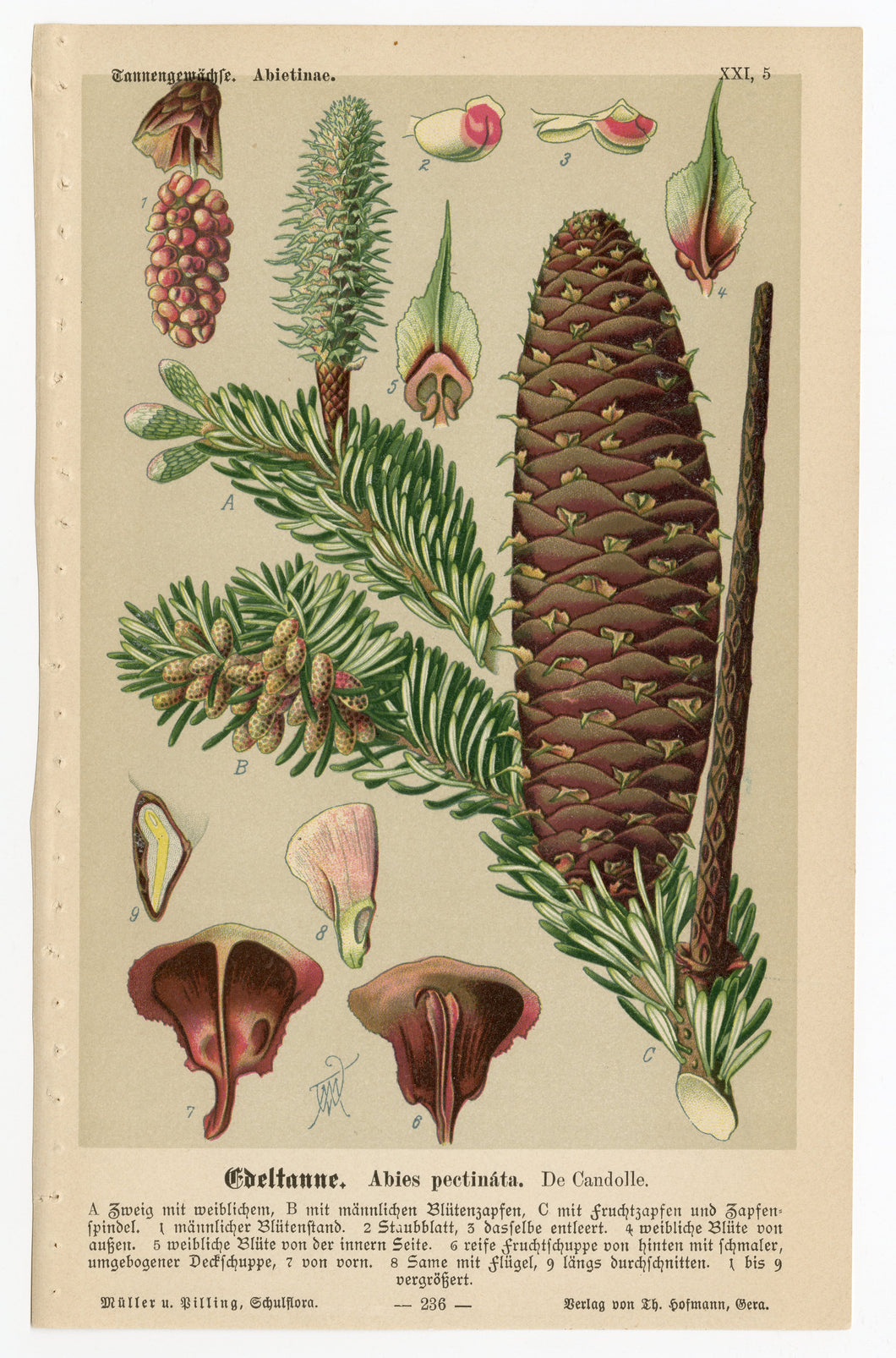 Antique German Nature ABIES PECTINATA Illustrated Book Page, Print, Pine Cones, Trees