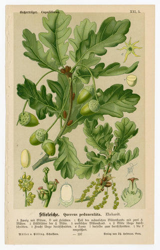 Antique German Nature QUERCUS PEDUNCULATA Illustrated Book Page, English Oak, Acorns