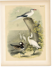 Load image into Gallery viewer, 1878 Antique STUDNER&#39;S POPULAR ORNITHOLOGY Snowy White Egret Lithographic Print