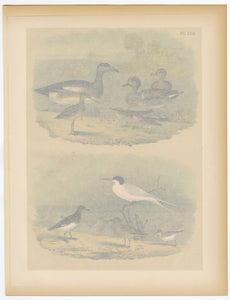 1878 Antique STUDNER'S POPULAR ORNITHOLOGY Original Duck, Sandpiper Lithographic Plate 