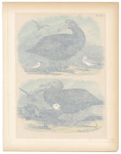 Load image into Gallery viewer, 1878 Antique STUDNER&#39;S POPULAR ORNITHOLOGY Sea Bird Lithographic Print