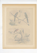 Load image into Gallery viewer, 1878 Antique STUDNER&#39;S POPULAR ORNITHOLOGY Original Bird Lithographic Print
