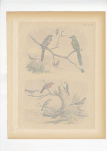 1878 Antique STUDNER'S POPULAR ORNITHOLOGY Original Bird Lithographic Print