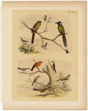 Load image into Gallery viewer, 1878 Antique STUDNER&#39;S POPULAR ORNITHOLOGY Original Small Bird Lithographic Plate