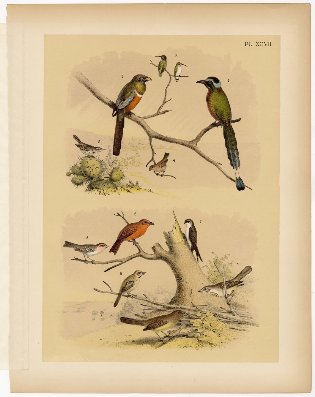 1878 Antique STUDNER'S POPULAR ORNITHOLOGY Original Small Bird Lithographic Plate