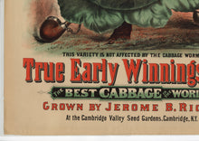 Load image into Gallery viewer, Rice&#39;s Seeds, True Early Winningstadt Cabbage Advertising Lithograph, Jerome B. Rice